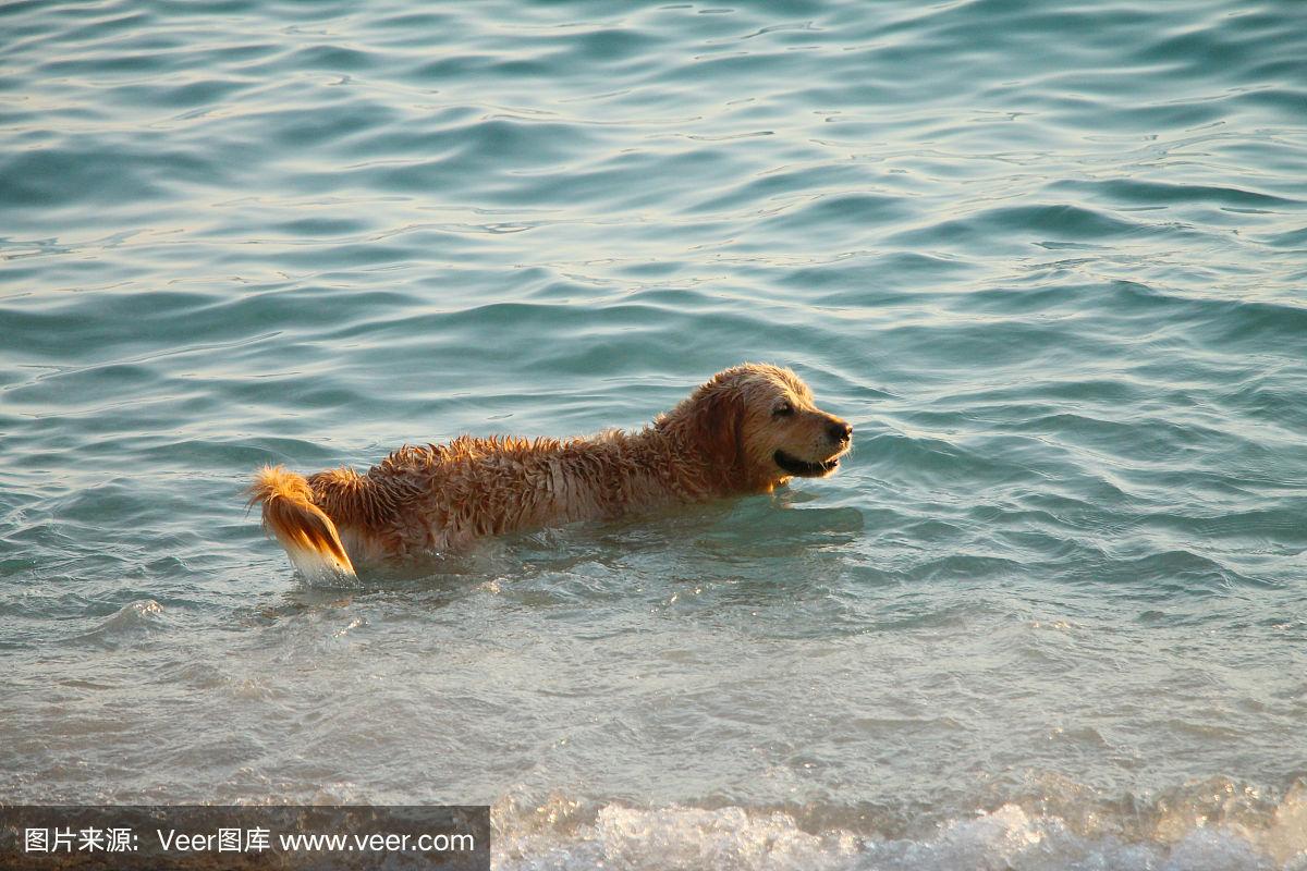 九游体育官网-克罗地亚选手在游泳决赛中刷新纪录